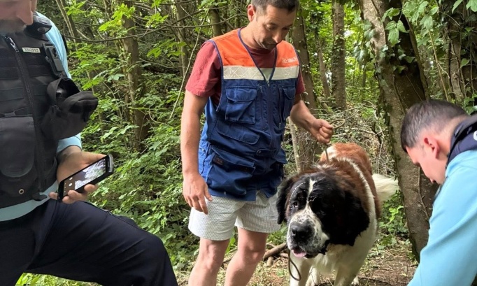 Justice pour Tomy, le Saint-Bernard abandonné, attaché à un arbre !