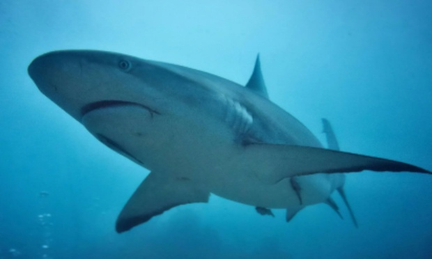 Stop au trafic de requins protégeons nos océans