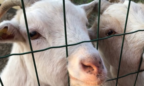 Animaux vol&eacute;s &agrave; la Ferme Galam&eacute; de Loon-Plage : Des mesures de protection !