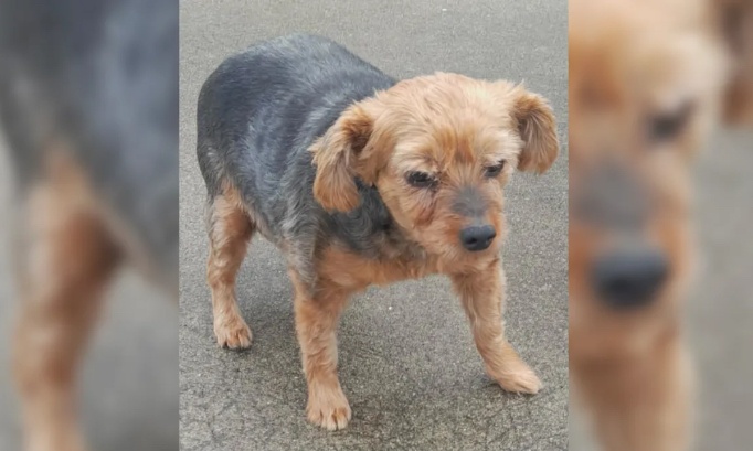 Justice pour Ina la pauvre chienne frapp&eacute;e et film&eacute;e en pleine rue !