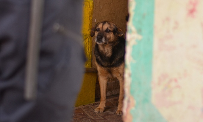 Chien violemment frapp&eacute; sur vid&eacute;o &agrave; Rib&eacute;rac : exigeons la peine maximale pour l'agresseur