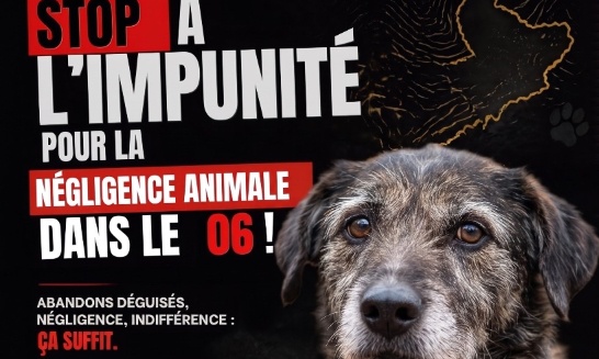 Stop à l'impunité dans le 06 : Exigeons la fermeté contre l'errance animale et les abandons déguisés !