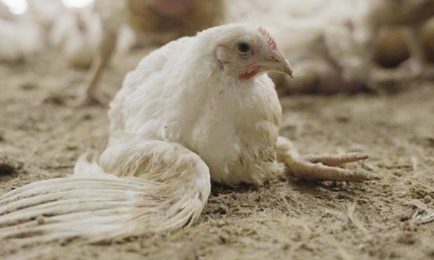 Non &agrave; la construction d'un &eacute;levage d'engraissement de 39.600 poulets &agrave; Marneffe