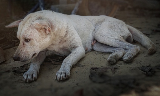 Justice pour Rapace : un chien martyris&eacute;, son bourreau s'en tire avec un simple sursis !