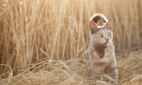 Soutenons les démarches d'éradication des chats errants sur le territoire français pour la protection de notre microfaune !