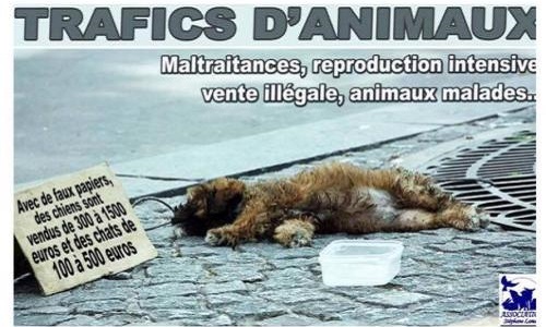 Non aux trafiquants d'animaux !