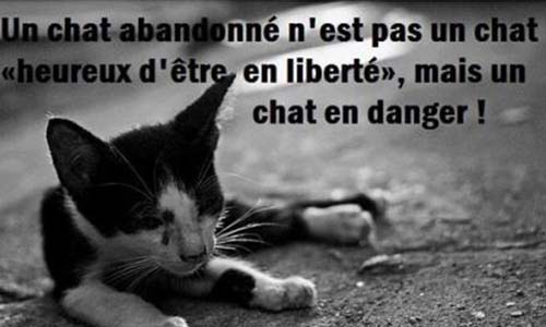 Pour une campagne de stérilisation des chats à Echenoz-la-Méline (70000)