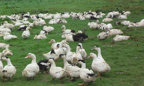Défendons l'élevage de volailles en plein air et ses éleveurs !