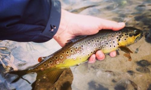 Pour une uniformisation de la règlementation de la pêche dans le Grand Est