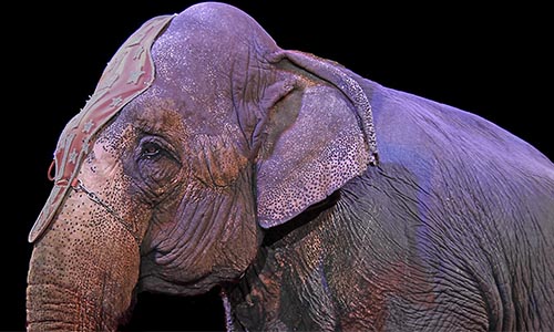 Non aux cirques avec animaux, à leur exploitation et à leurs souffrances !