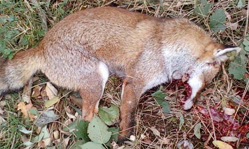 Soutien aux loups des Abruzzes