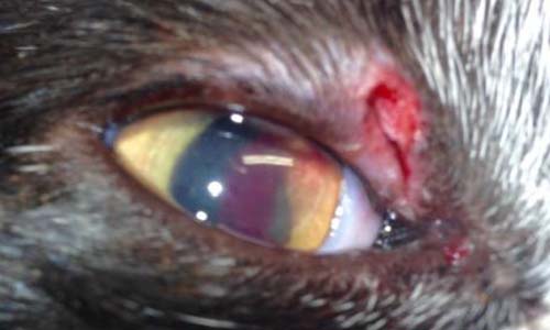 Pour arrêter cette barbarie