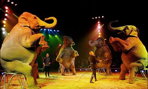 Faites interdire les cirques avec animaux