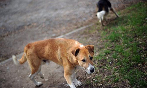 Stop à l'abattage des chiens errants autorisé par le maire à Bazouges-la-Pérouse