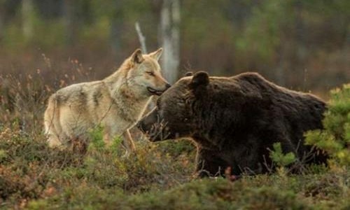 Contre l’abattage des ours et des loups en Alaska