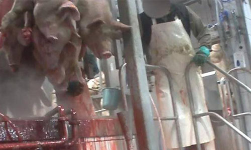 Fermeture de l'abattoir de Tielt