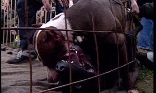 Contre les combats de chiens