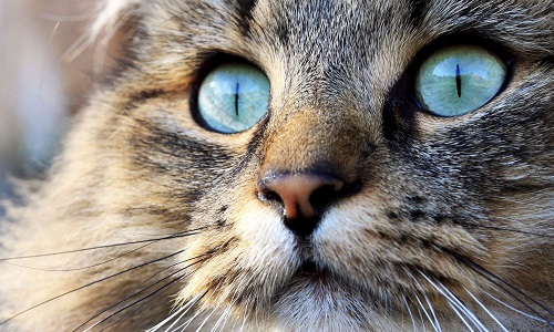 Pour obtenir mon permis de chatterie