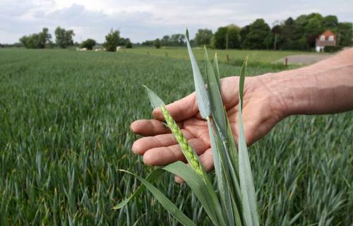 Contre l'utilisation du moliène dans la fabrication des édriseurs
