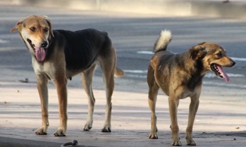 Pour la destitution du maire de Treillières (44)