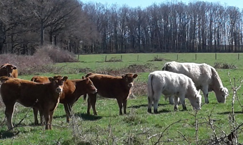 Pour une labellisation des conditions d’élevage et d’abattage de tous les animaux fournissant de la viande