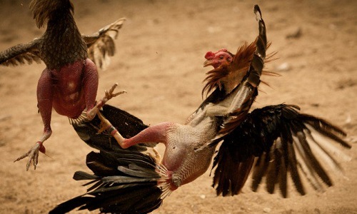 Pour l'interdiction des combats entre humains et animaux (ex: corrida) et des animaux entre eux