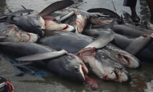 Stop aux massacres des requins