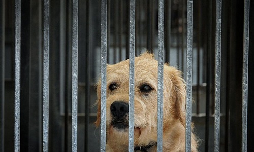 Demande de conditions de vie descentes pour les animaux à la SPA de Mouscron