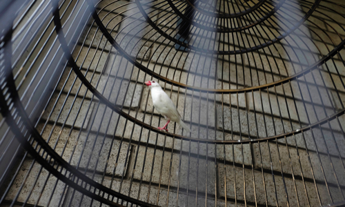 Contre les cages à oiseaux trop petites !