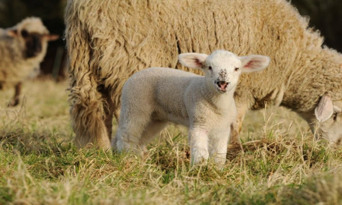 Monsieur Macron : les associations animales vous interpellent