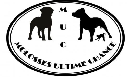 Pour Nani et Colt, et pour tous les autres ...