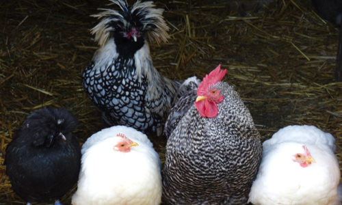 Aidez-nous à soutenir le projet de la ferme pédagogique La Seyssinoise