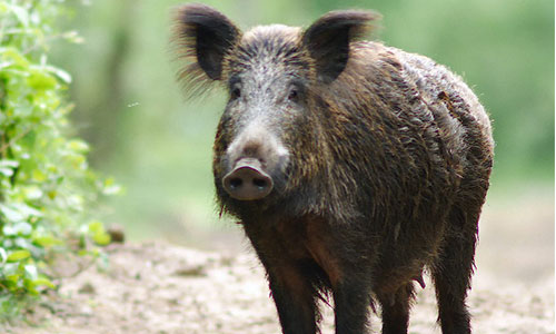 Sauvons la laie apprivoisée d'un abattage cruel, dîtes non à ce meurtre organisé