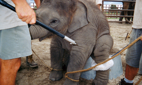 Des animaux martyrisés pour vous amuser  !