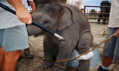 Ne pas accepter le cirque Maximum dans votre commune