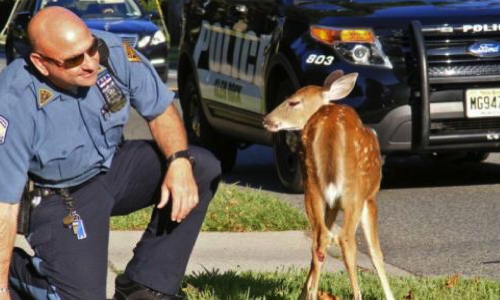 Pour la création en Belgique d’une brigade de police attachée à la protection animale et la mise en place d’une autorité faisant respecter les droits des animaux