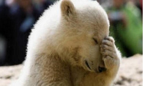 Tous contre la remise en liberté de la chasse aux ours, loups et leurs progénitures en Alaska contre Donald Trump