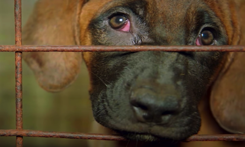 Contre l'industrie de la viande canine sud-coréenne