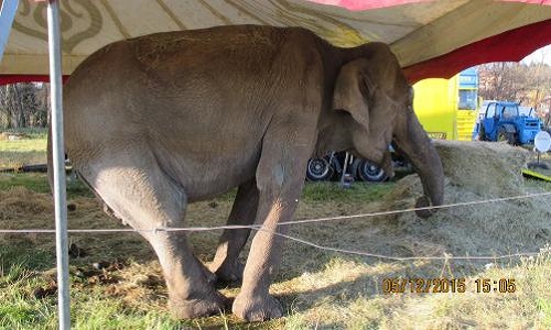 Libérez l'éléphante Maya du cirque la Piste d'Or !