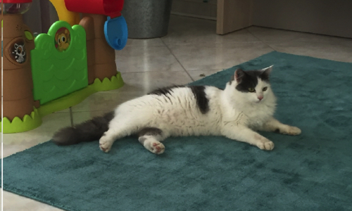 Nuage, tué d'une balle traversant le thorax