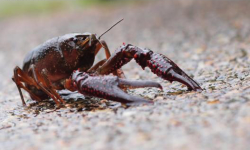Sauvons les écrevisses !