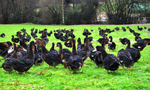Pas d'abattage de nos animaux sains !