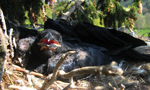 STOP à l'éradication barbare des corneilles.