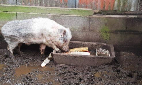 Affamés, ces animaux se mangent entre eux ! Mobilisons les autorités compétentes pour que justice soit faite