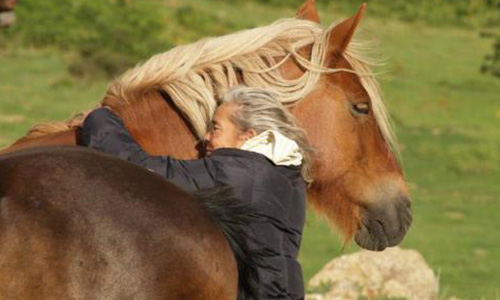 Pour sauver l’un des derniers troupeaux de chevaux semi-sauvages de France !