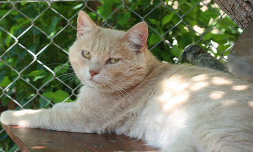 Soutenez l'action d'un couple jugé parce qu'ils ont des chats