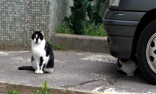 Monsieur le Maire a recours à la fourrière et à l'euthanasie à la place de la convention de 30 millions d'amis