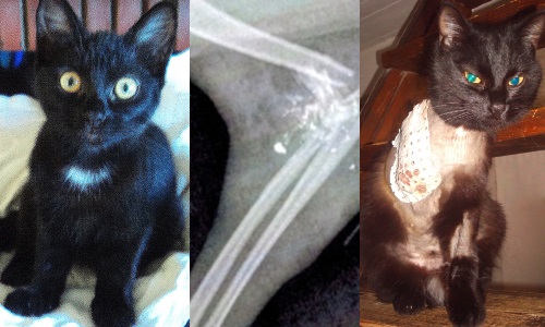 Justice pour Diana et les chats de Chapeiry