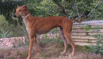 STOP au Massacre des lévriers Galgo's par les Galgéros