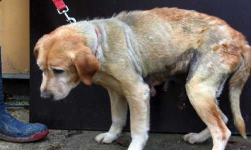 Pour la création d'un numéro d'urgence unique en France contre la maltraitance animale